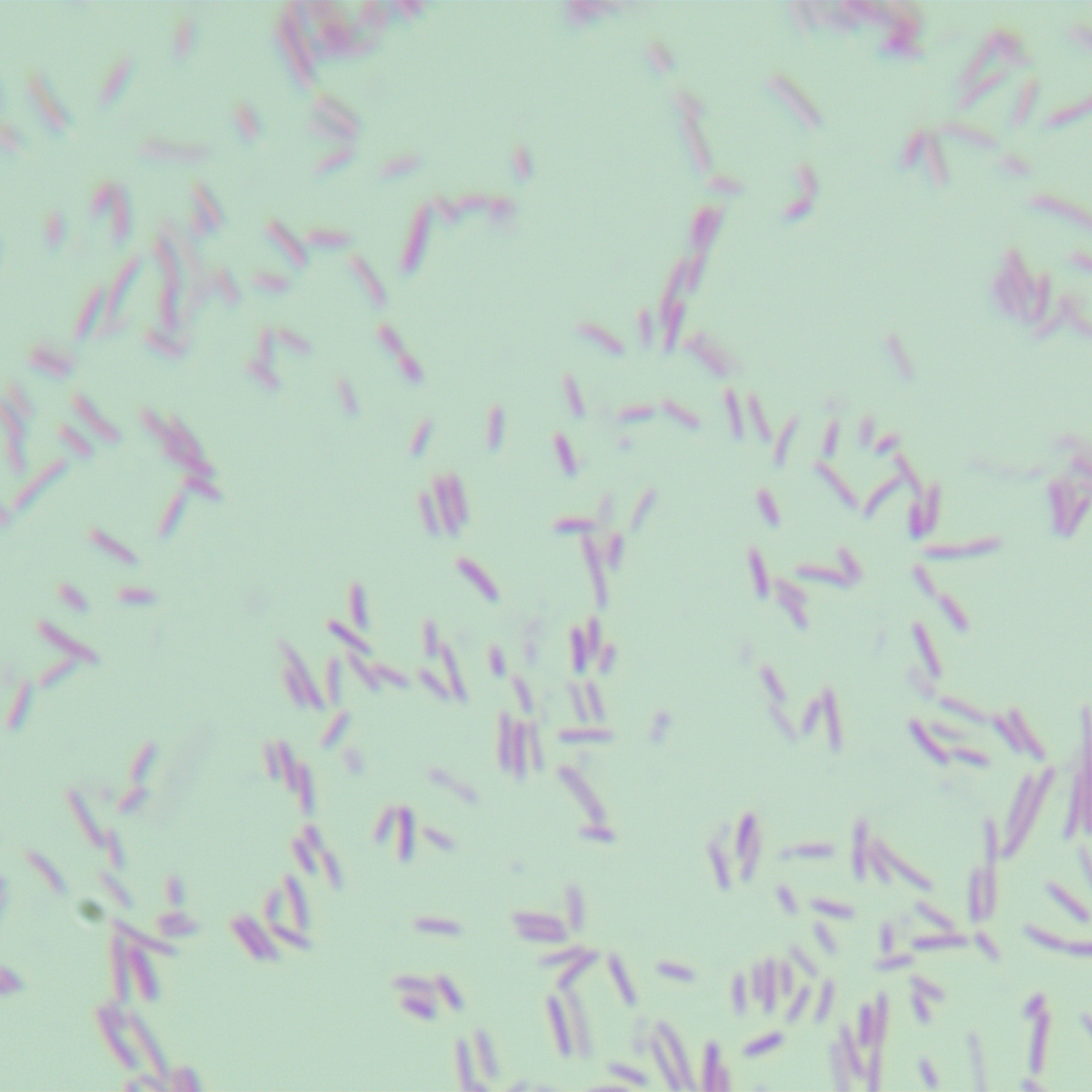 Escherichia coli C43 (DE3)-BNCC