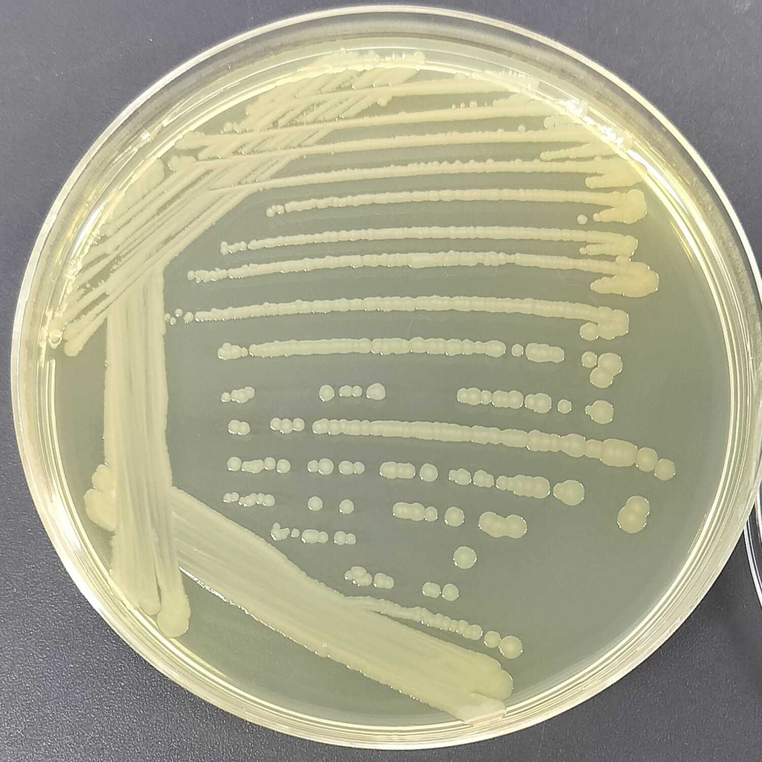 Escherichia coli C43 (DE3)-BNCC
