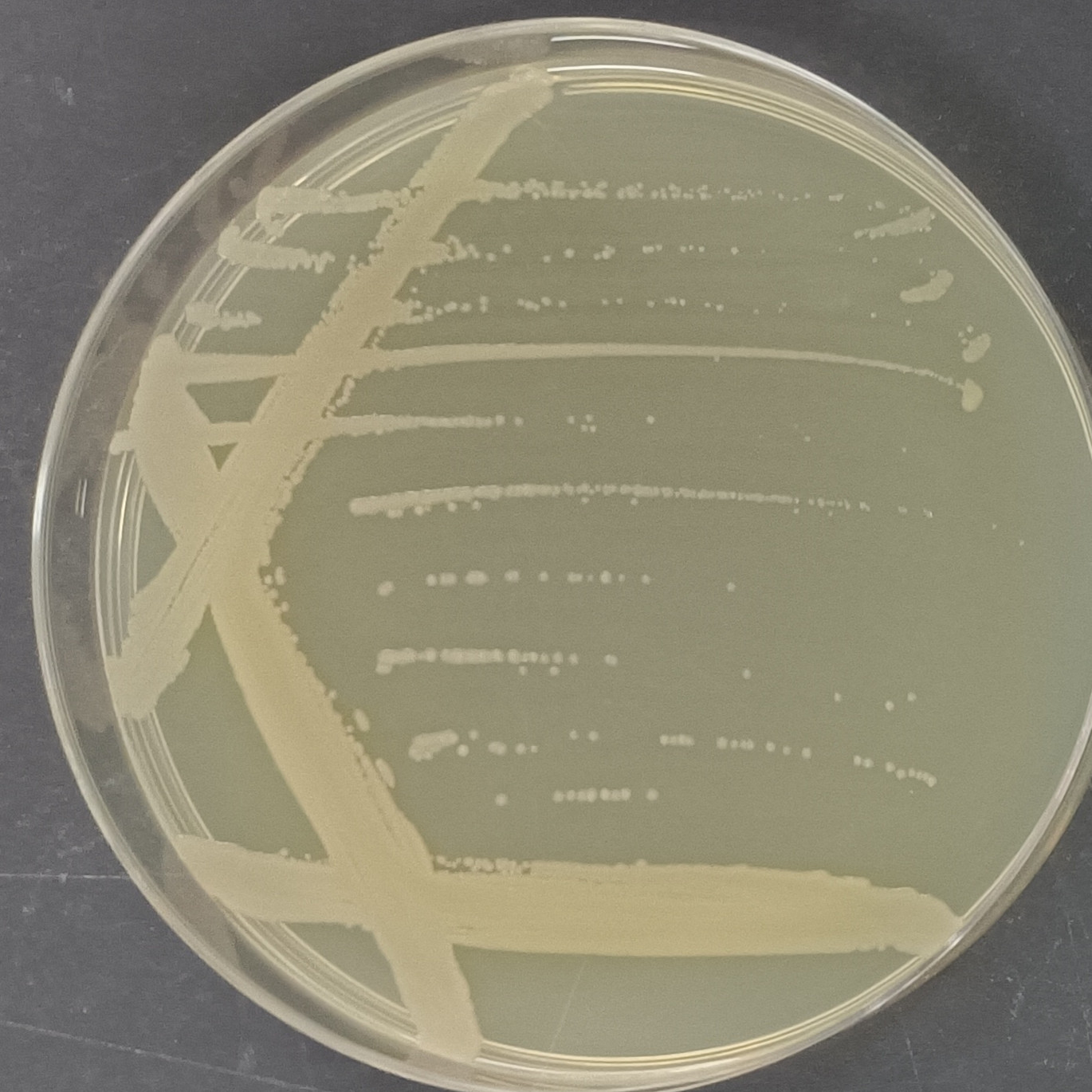 Bacillus genus-BNCC