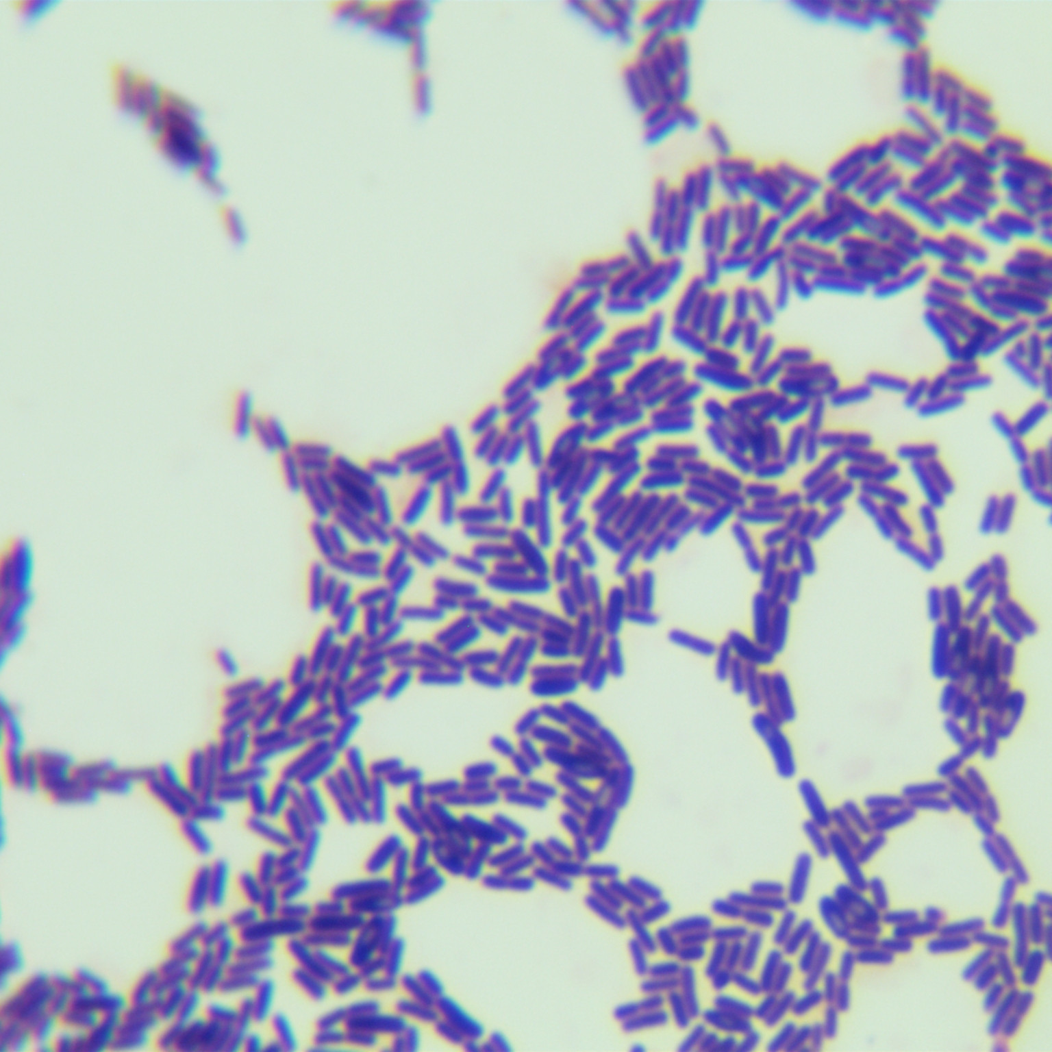 Bacillus genus-BNCC