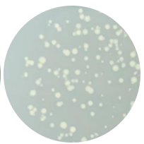 DH5α (containing pEGFP-LC3B-r plasmid) E. coli-BNCC