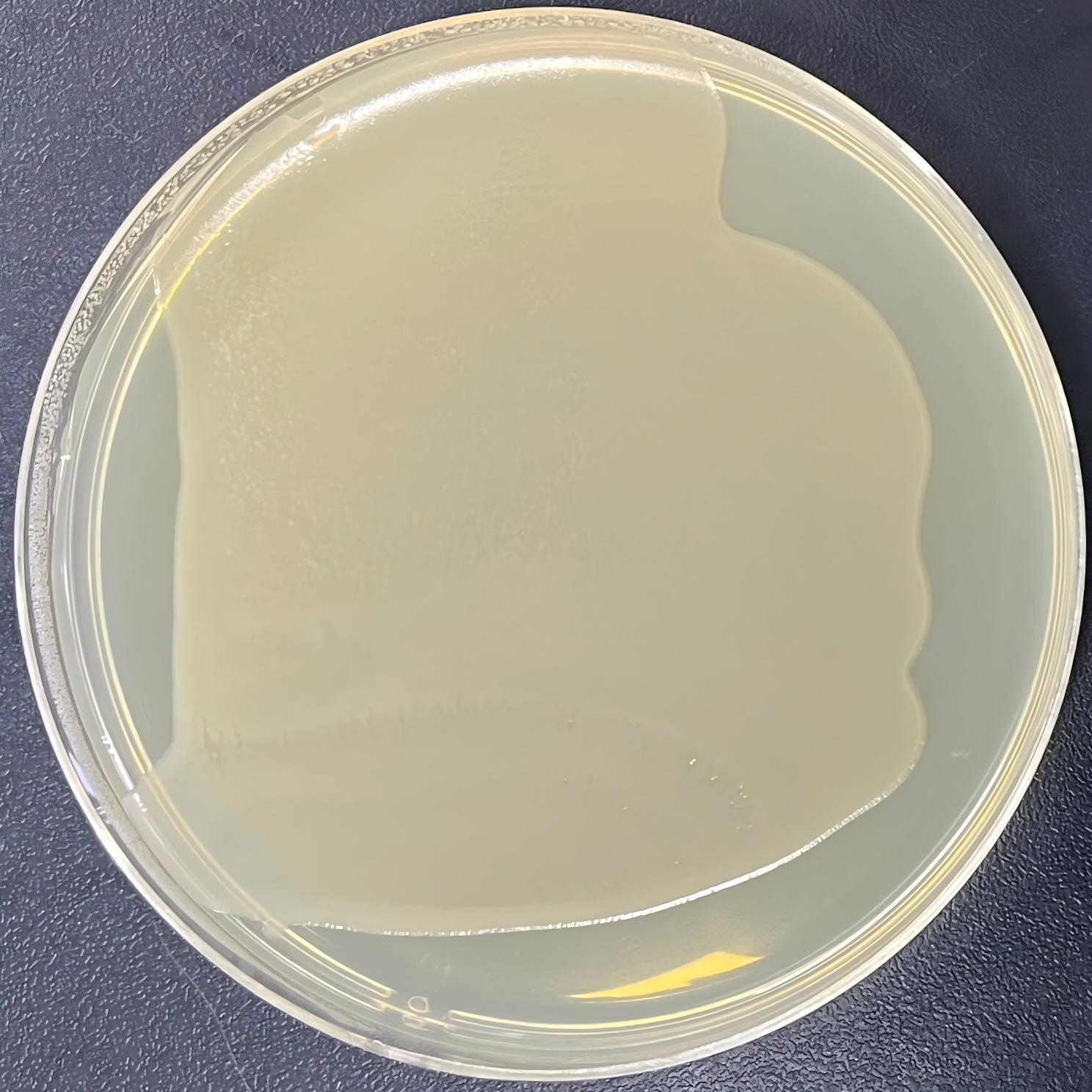 DH5α (containing pEGFP-N1 plasmid) E. coli-BNCC