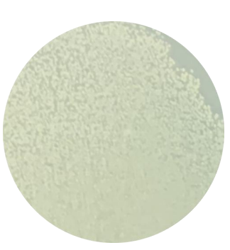 DH5α (containing PVAX1 plasmid) E. coli-BNCC