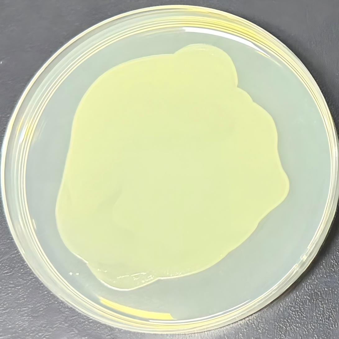 DH5α (containing pET-41a plasmid) E. coli-BNCC