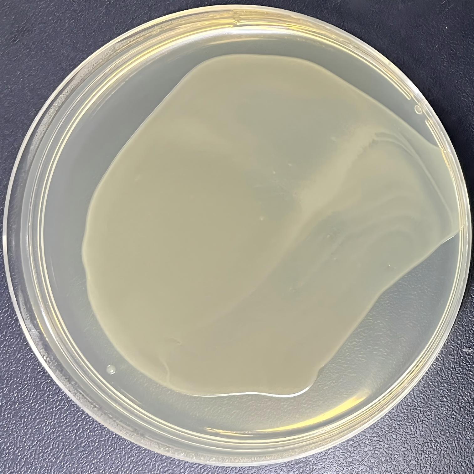 DH5α (containing pRS403 plasmid) E. coli-BNCC