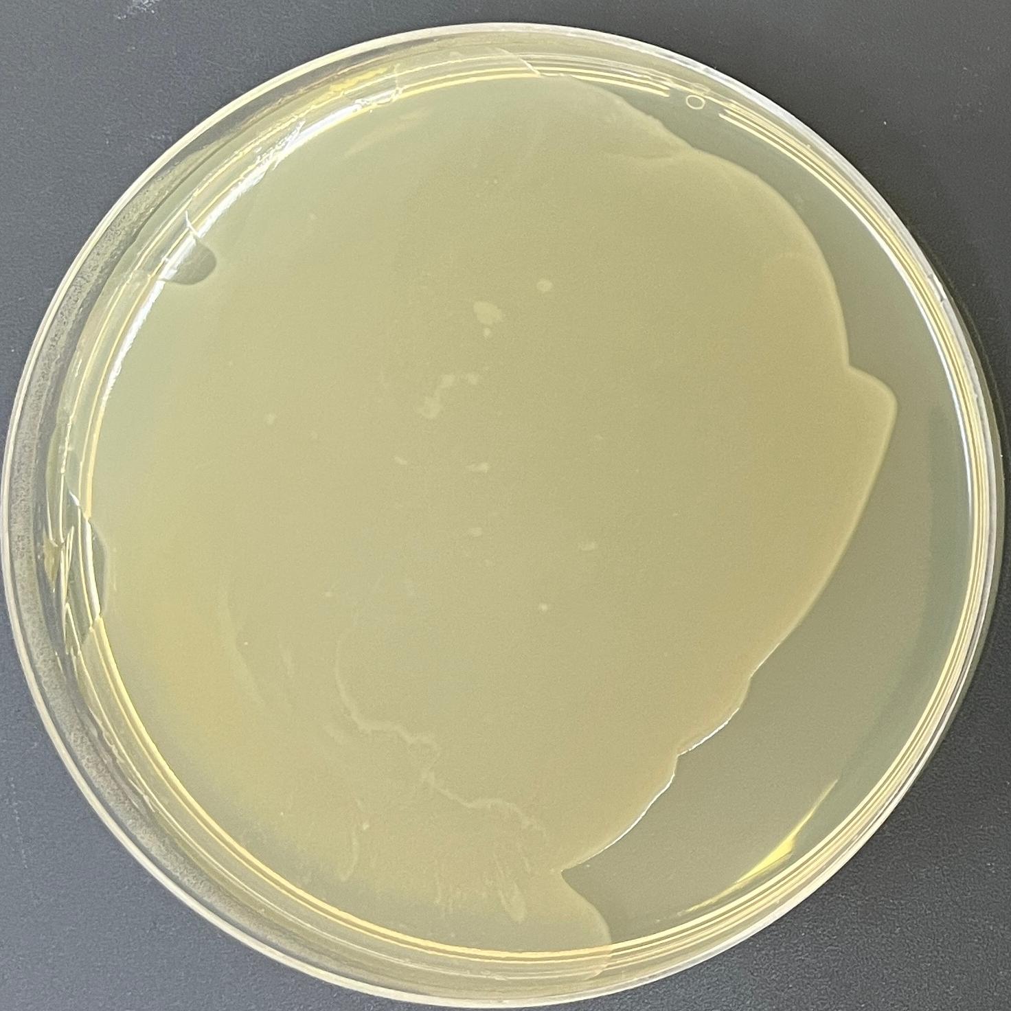 DH5α (containing pRS424 plasmid) E. coli-BNCC