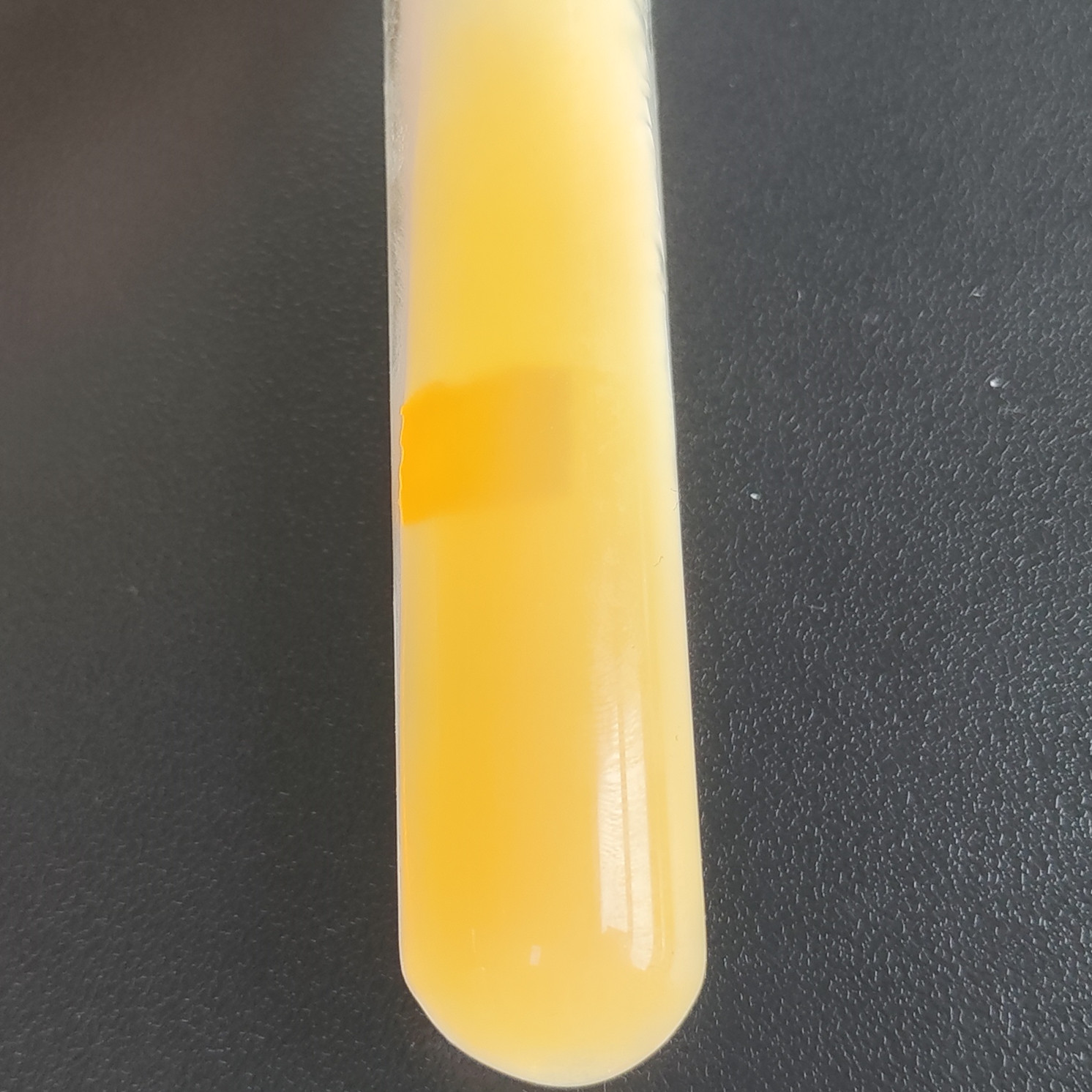 Oyster Mushroom-BNCC