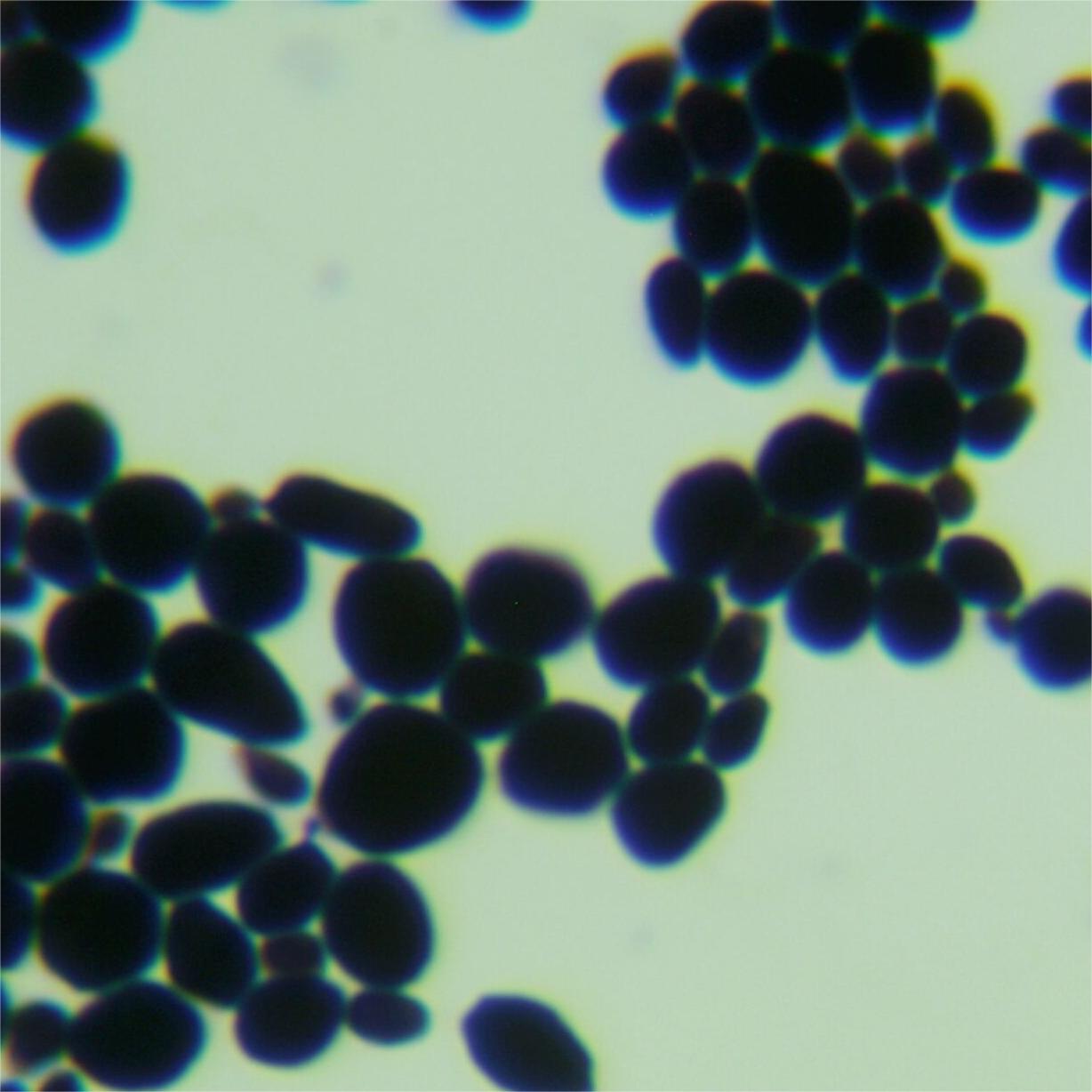 Saccharomyces cerevisiae R5421-BNCC