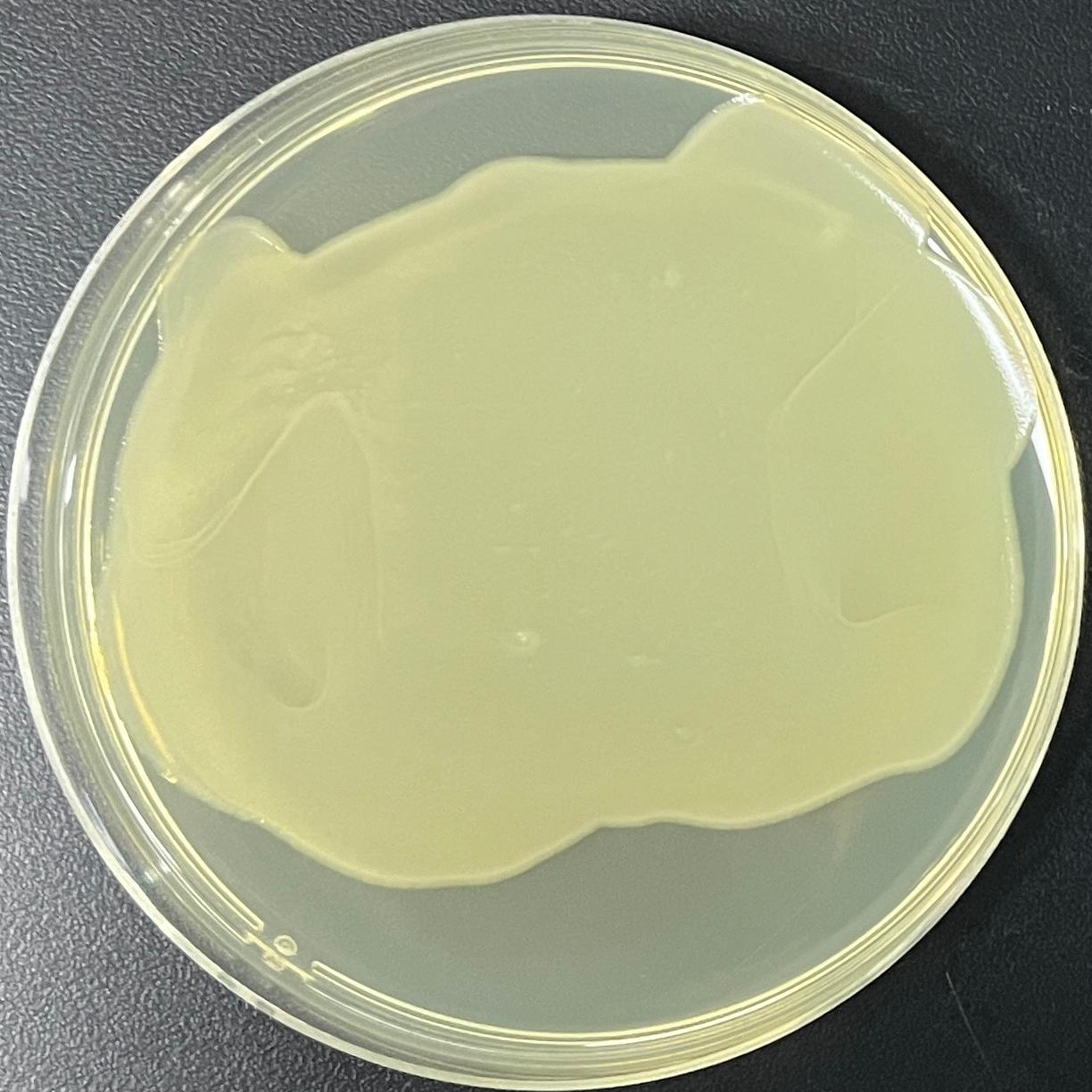 HB101 (containing pRK2013 plasmid) E. coli-BNCC