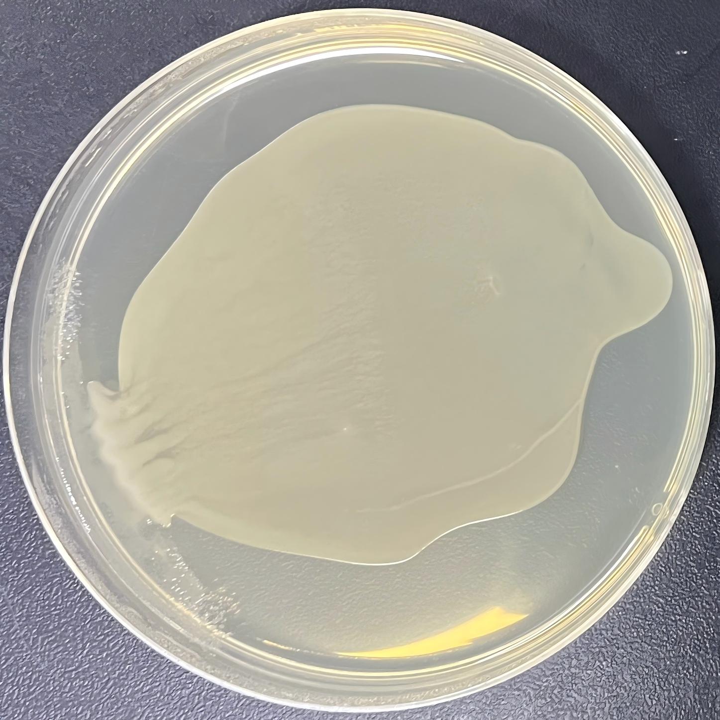 Stbl3 (containing pRSV-Rev plasmid) E. coli-BNCC