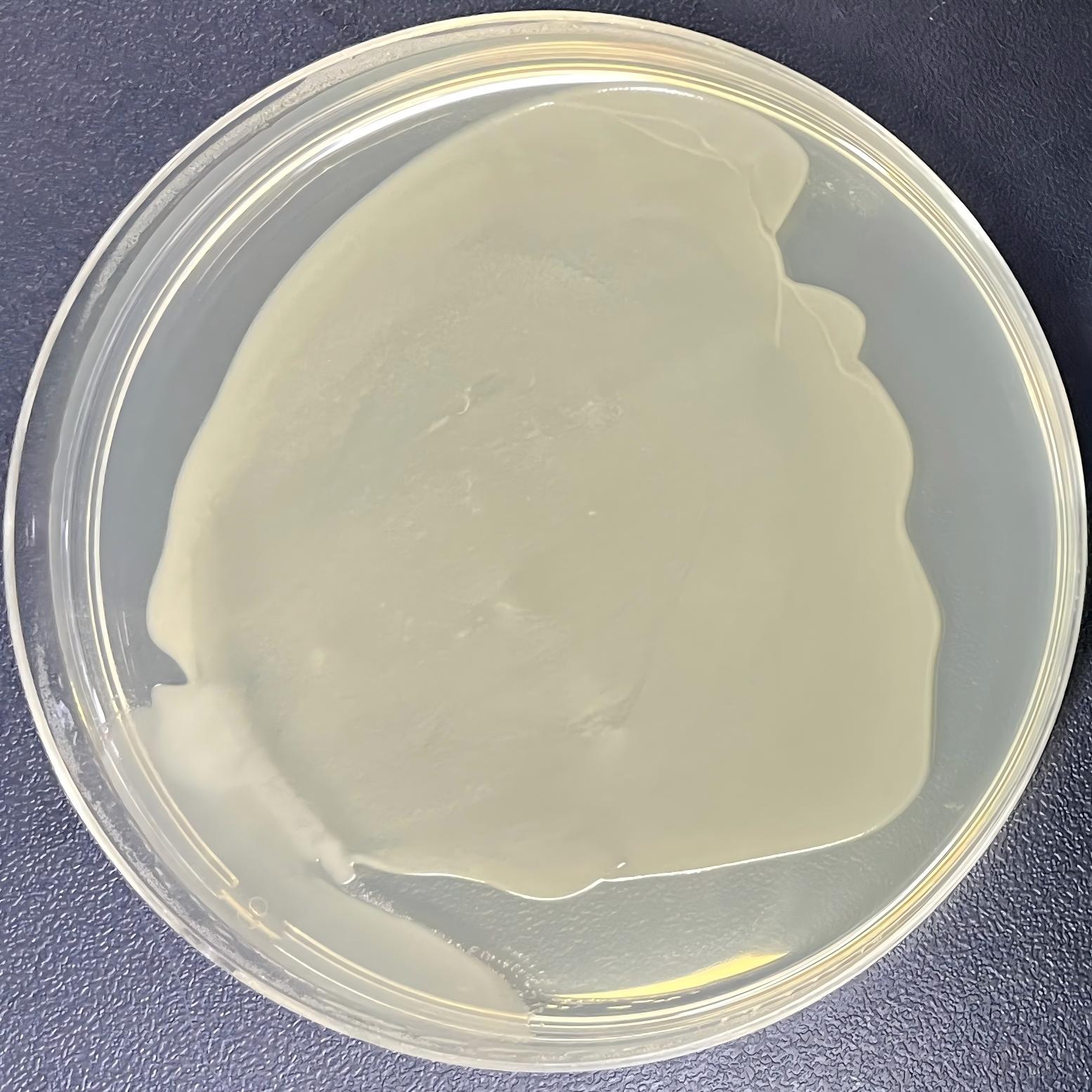 Stbl3 (containing PiggyBac Dual promoter plasmid) E. coli-BNCC