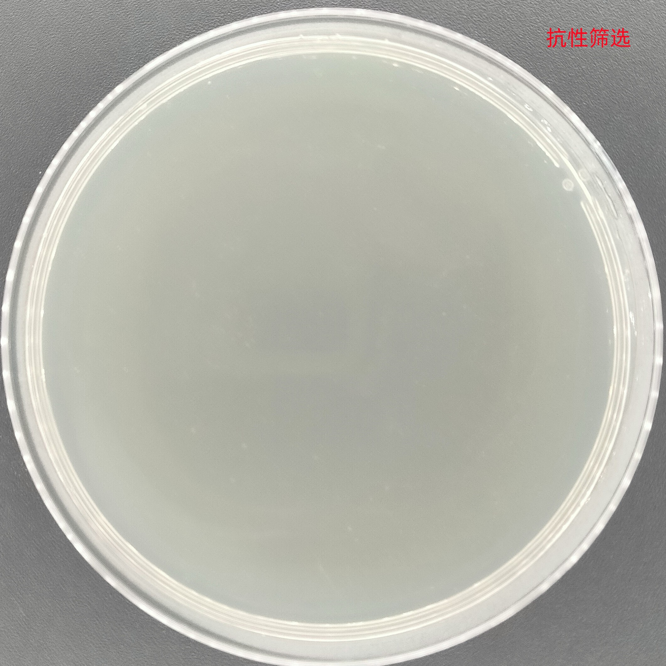Stbl3 (containing Super PiggyBac Transposase plasmid) E. coli-BNCC