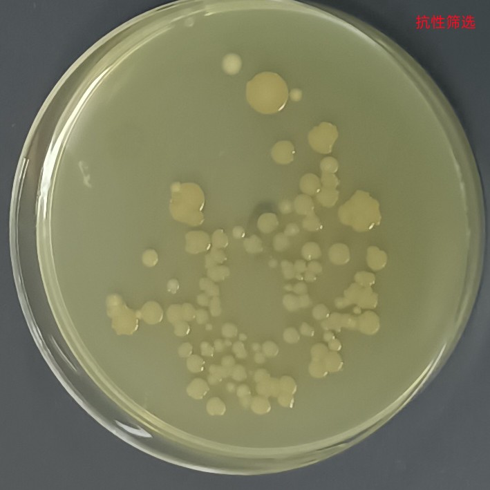 Stbl3 (containing Super PiggyBac Transposase plasmid) E. coli-BNCC