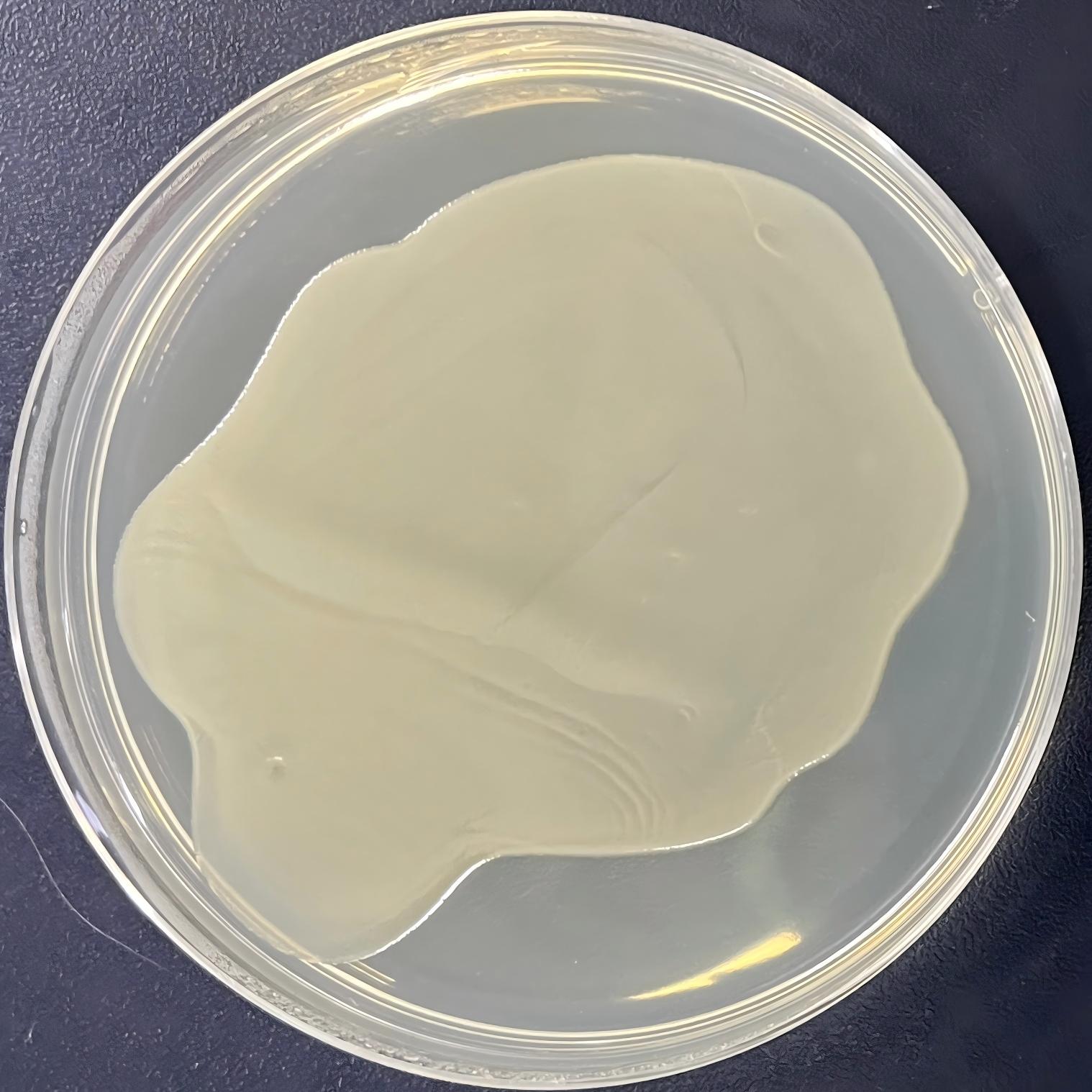 Stbl3 (containing pTRIP-SFV-mtagBFP-2A STING plasmid) Escherichia coli-BNCC