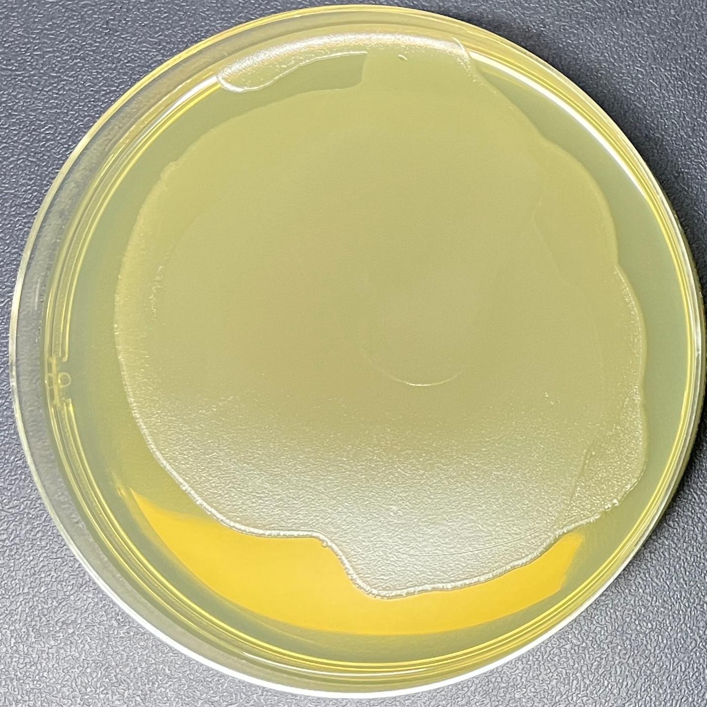 Stbl3 (containing pMDLg pRRE plasmid) Escherichia coli-BNCC