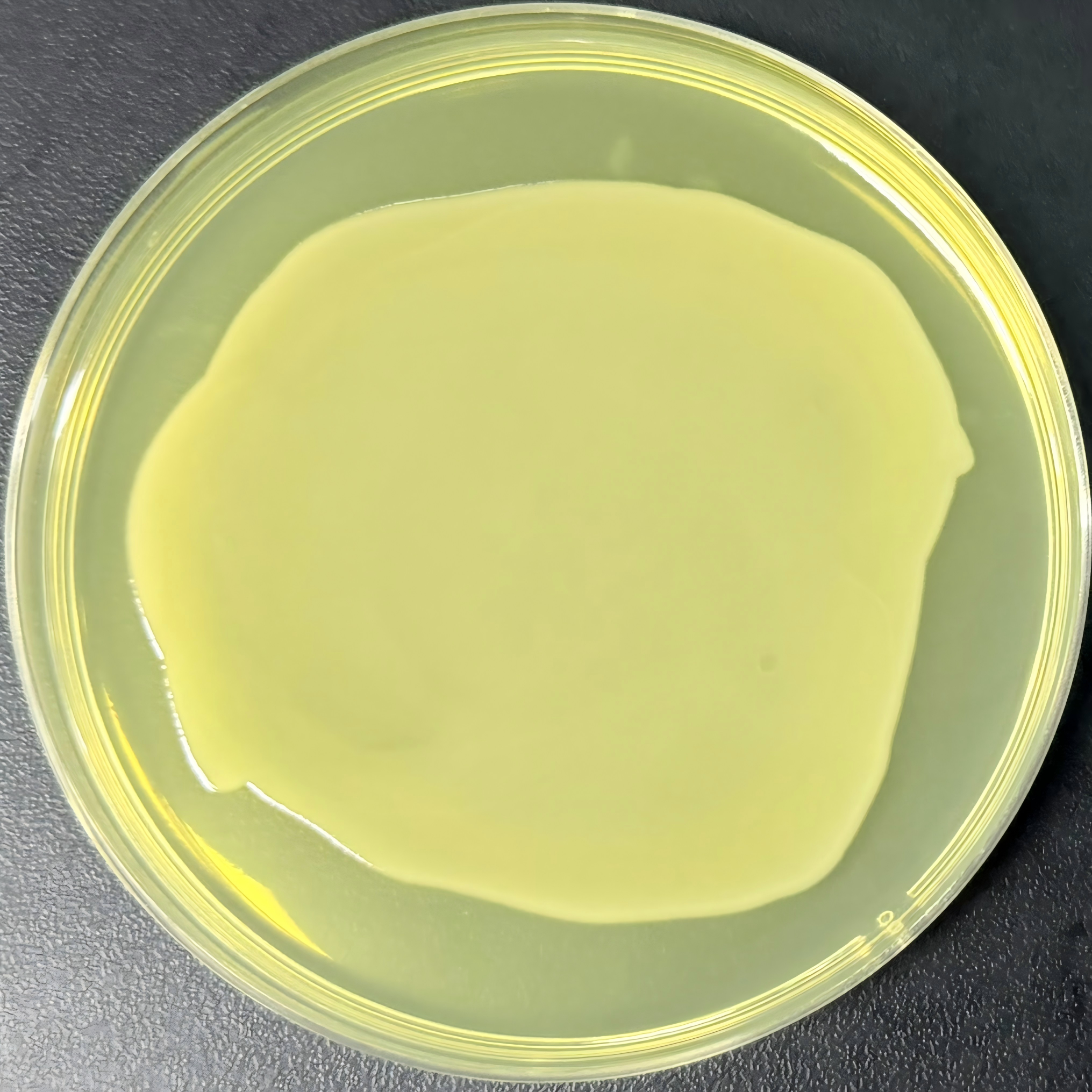 Stbl3 (containing pMD2.G plasmid) E. coli-BNCC