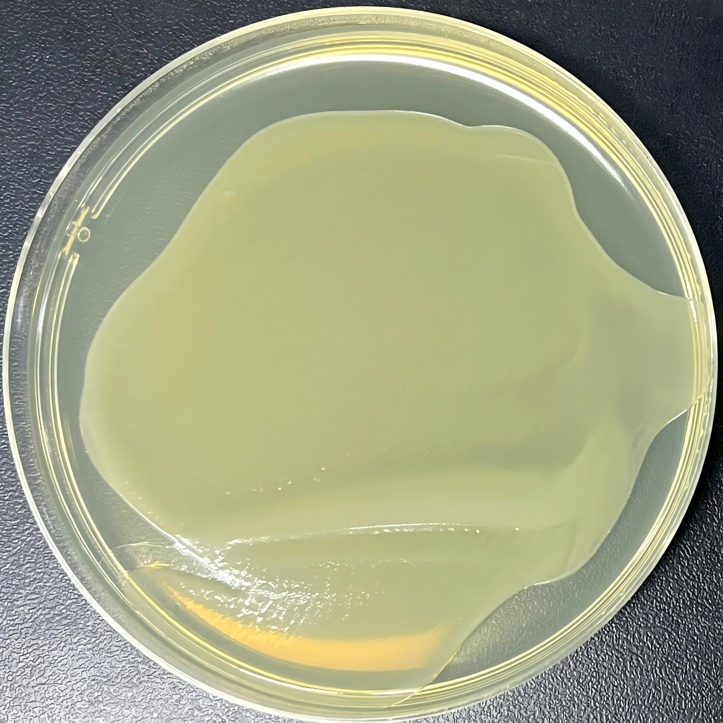 Stbl3 (containing PLL3.7 plasmid) E. coli-BNCC