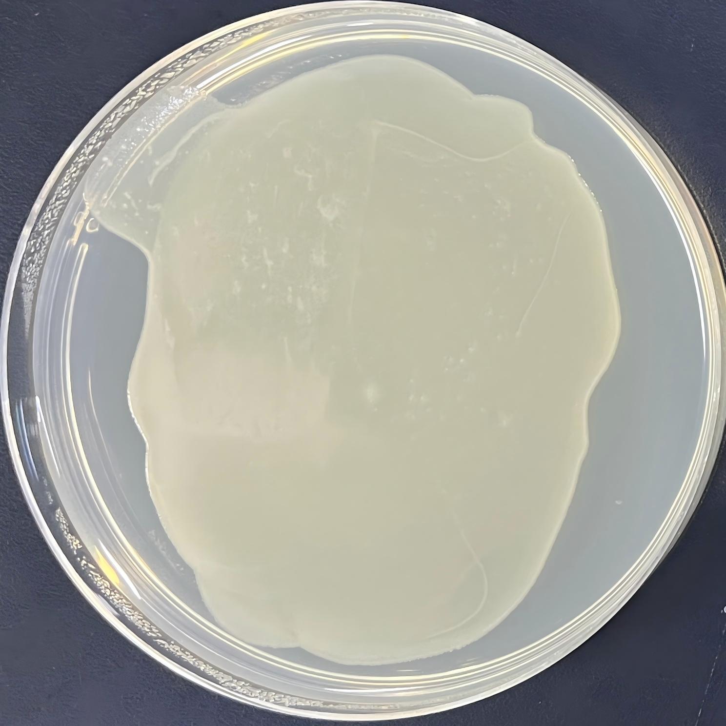 DH5 α (containing pLAMP1 mCherry plasmid) Escherichia coli-BNCC