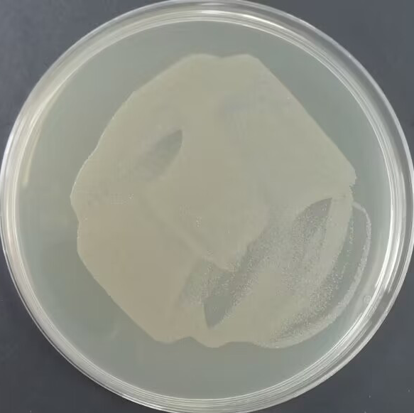 Stbl3 (containing Cyto-roGFP plasmid) E. coli-BNCC