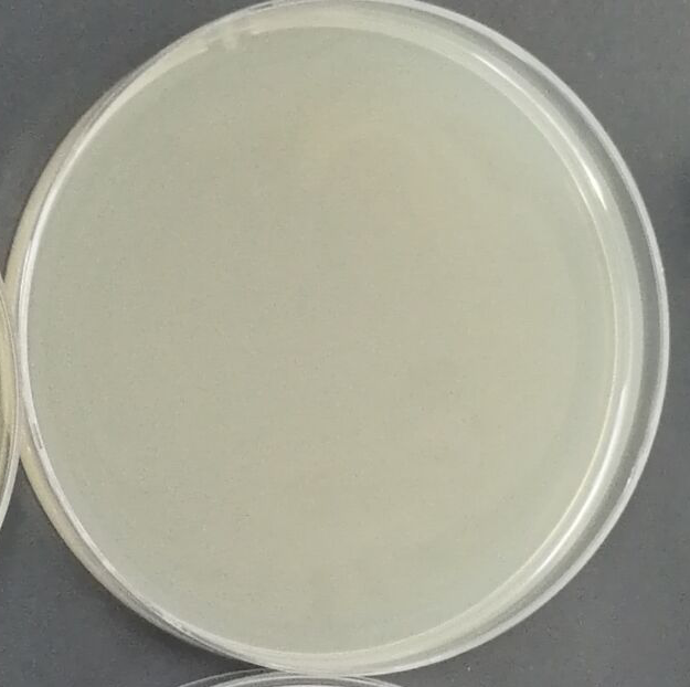 Stbl3 (containing Cyto-roGFP plasmid) E. coli-BNCC