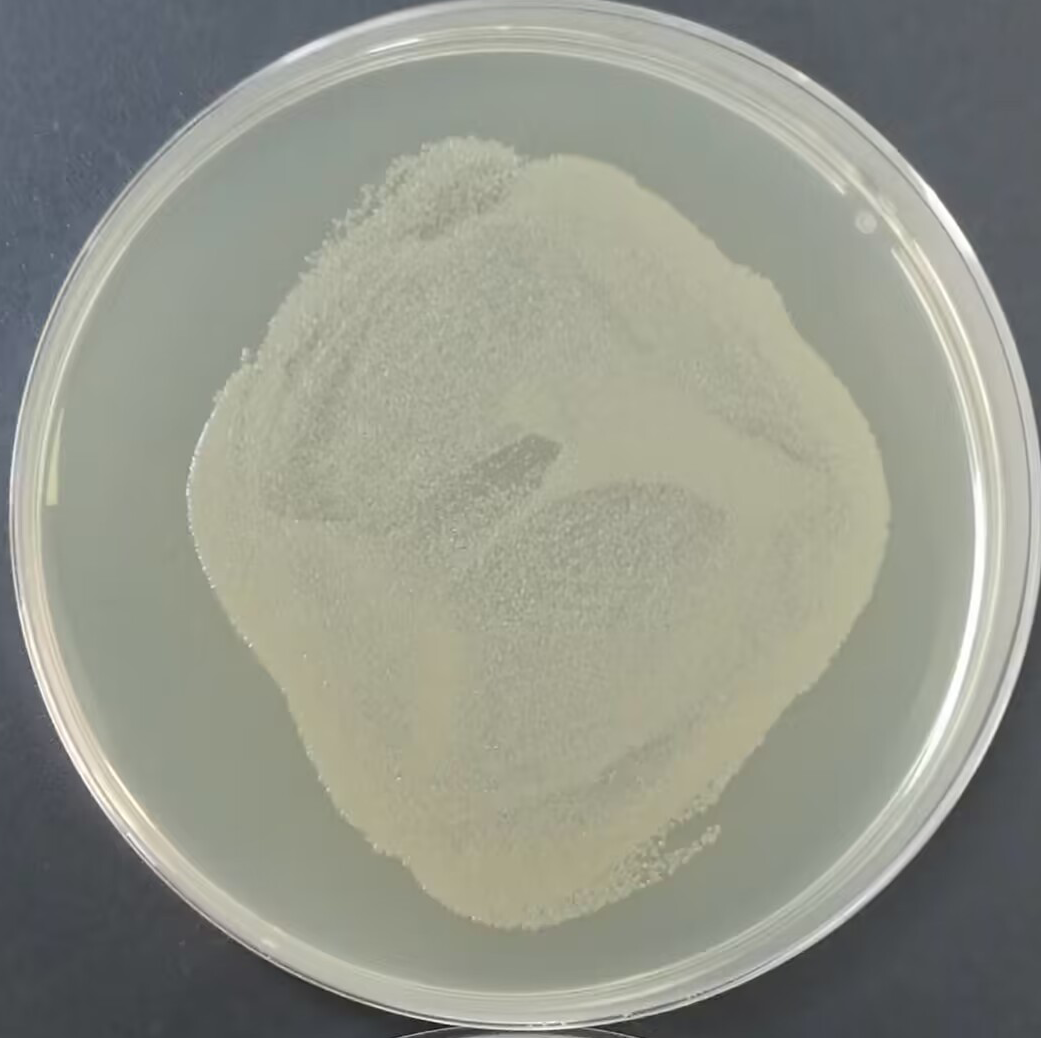 Stbl3 (containing GOMO-GFP plasmid) Escherichia coli-BNCC