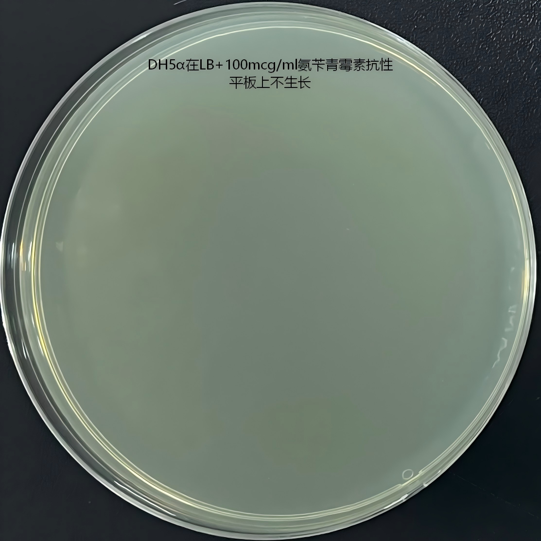 Stbl3 (containing pAdEasy-1 plasmid) E. coli-BNCC