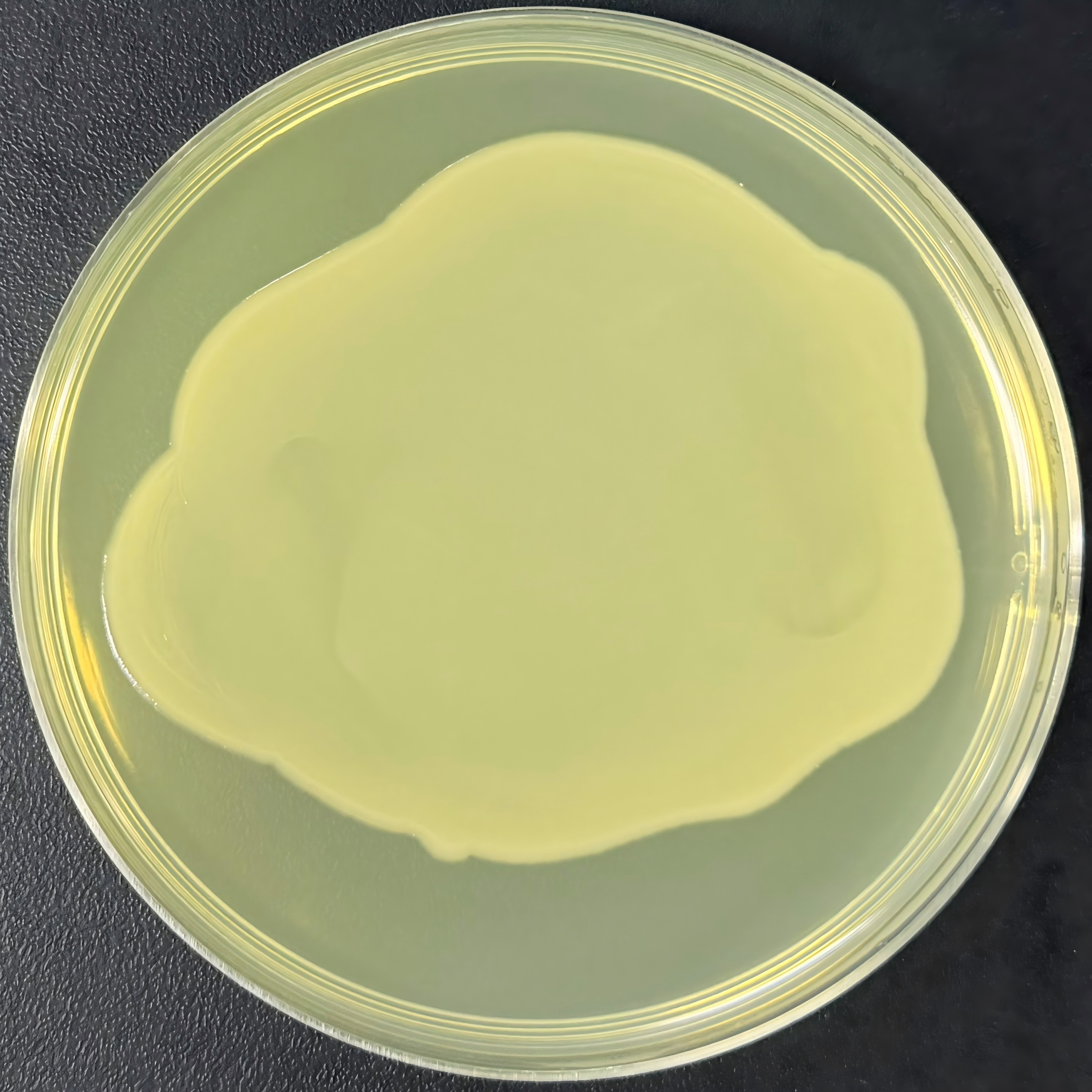 Stbl3 (containing pAdEasy-1 plasmid) E. coli-BNCC