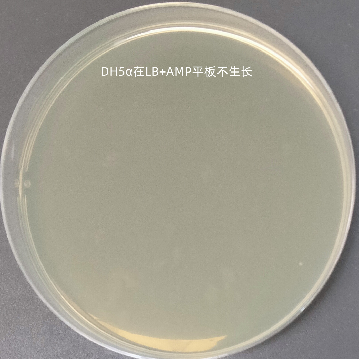 Stbl3 (containing pCEP4 tat plasmid) Escherichia coli-BNCC