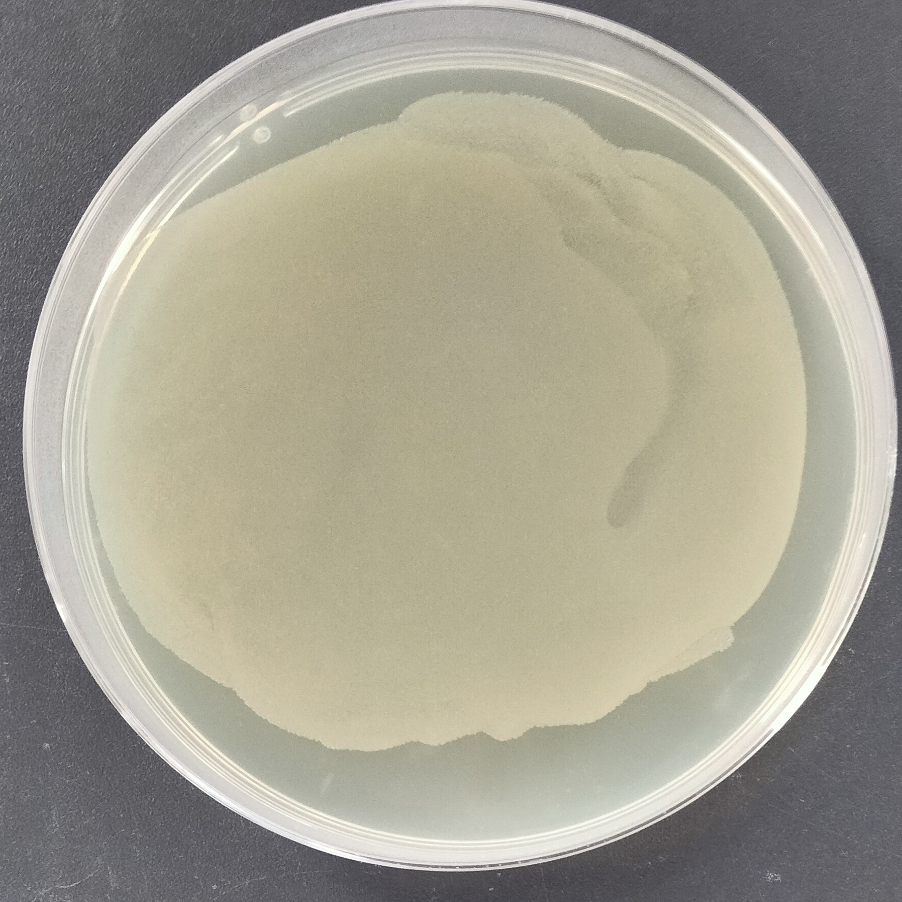 Stbl3 (containing pCEP4 tat plasmid) Escherichia coli-BNCC