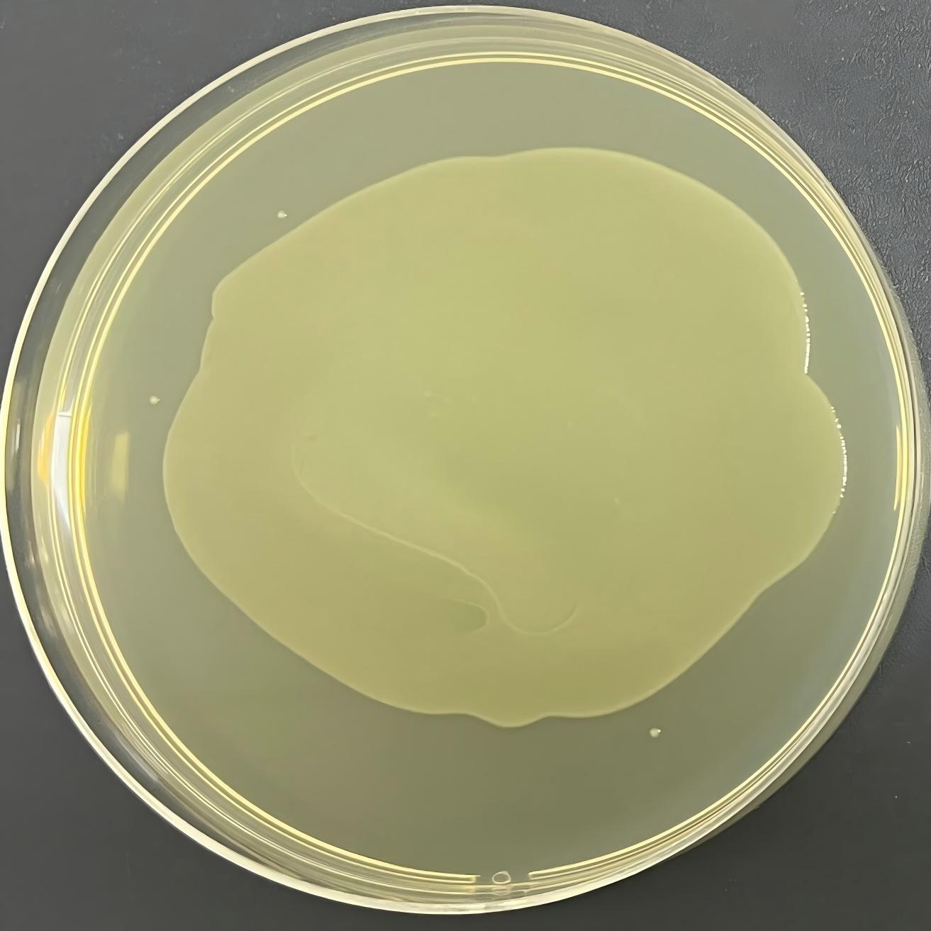 Stbl3 (containing pBI121 EGFP plasmid) Escherichia coli-BNCC