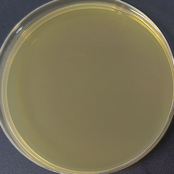 Stbl3 (containing pCAMBIA1301 plasmid) E. coli-BNCC