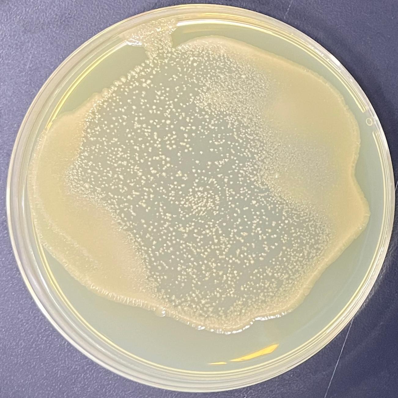 DH5 α (containing pht43 plasmid) Escherichia coli-BNCC