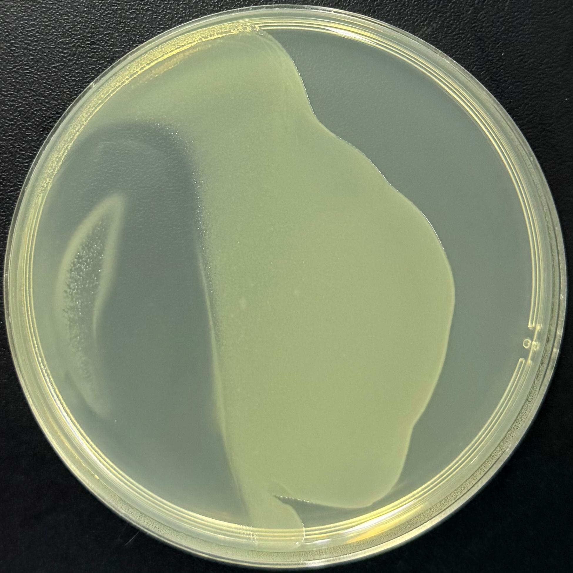 DH5α (containing pHT01 plasmid) E. coli-BNCC