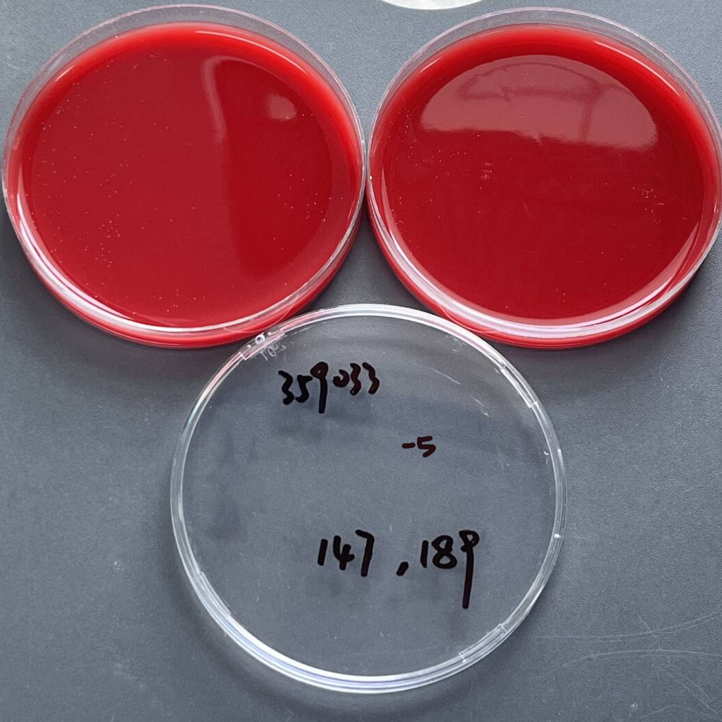 Helicobacter pylori-BNCC