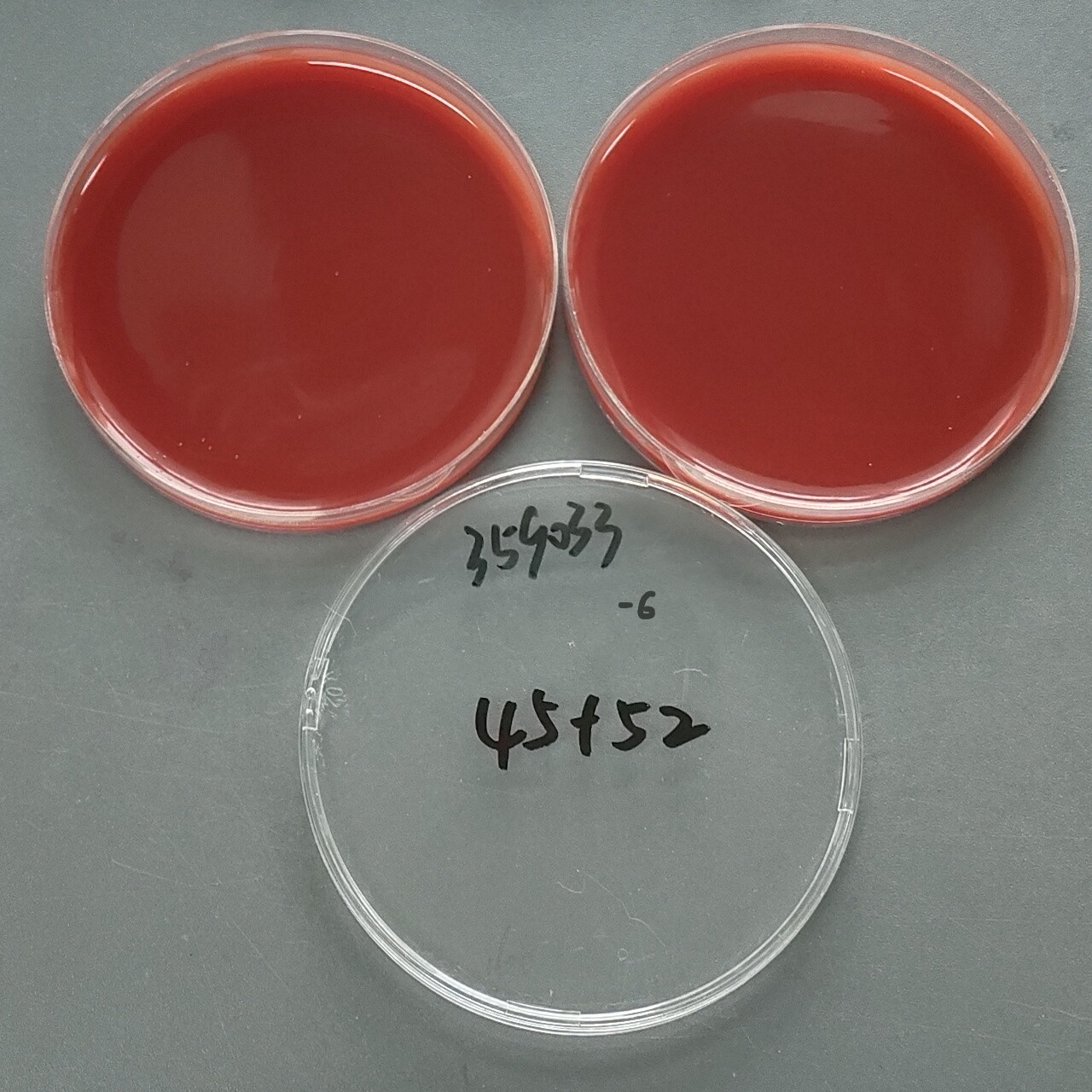 Helicobacter pylori-BNCC