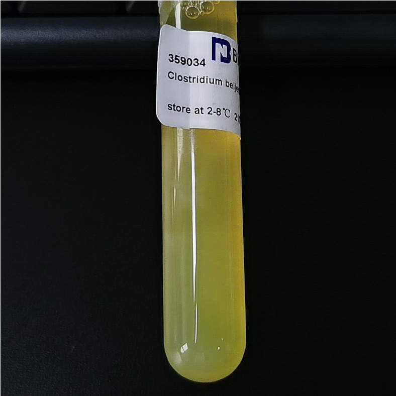 Bacillus subtilis-BNCC
