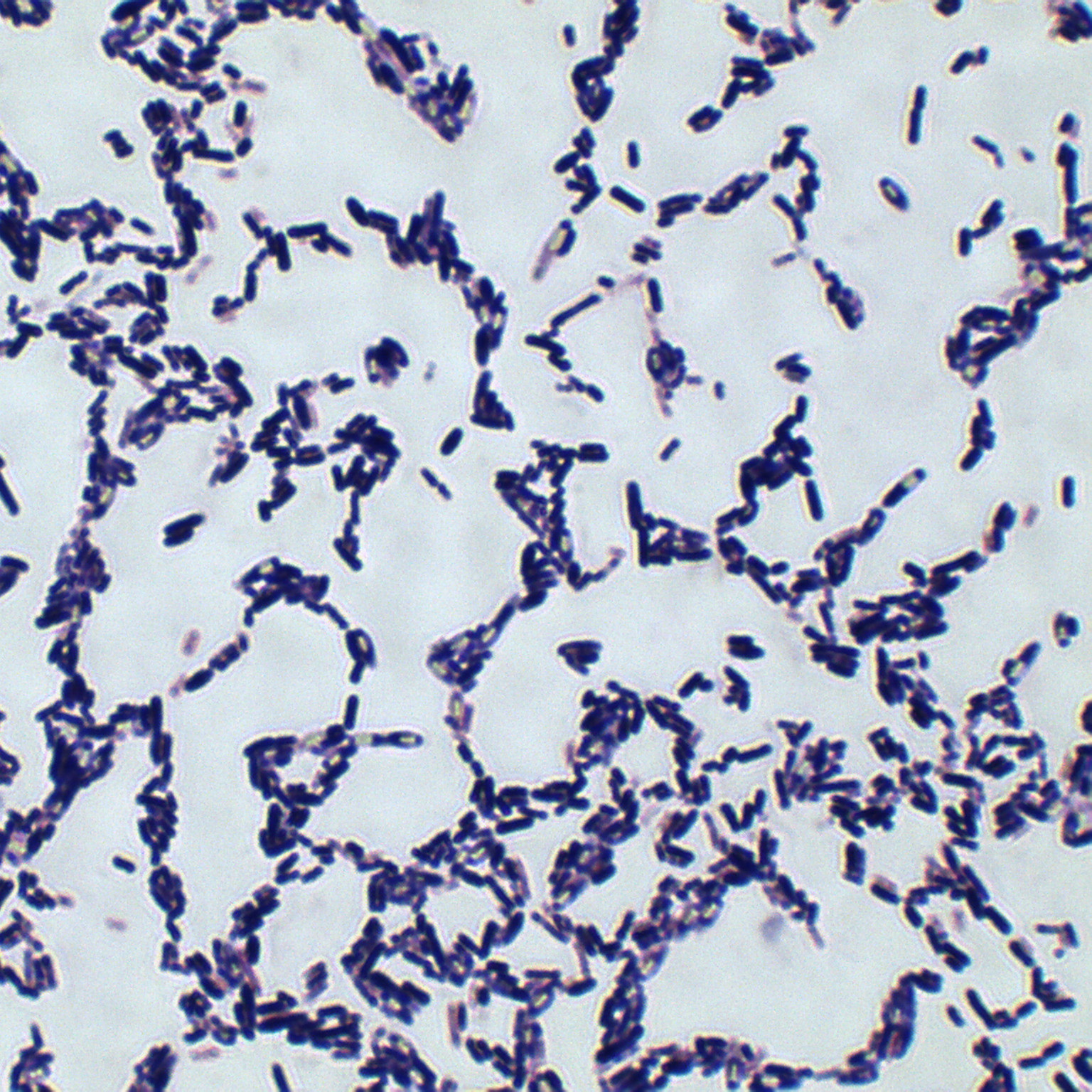 Bacillus subtilis-BNCC
