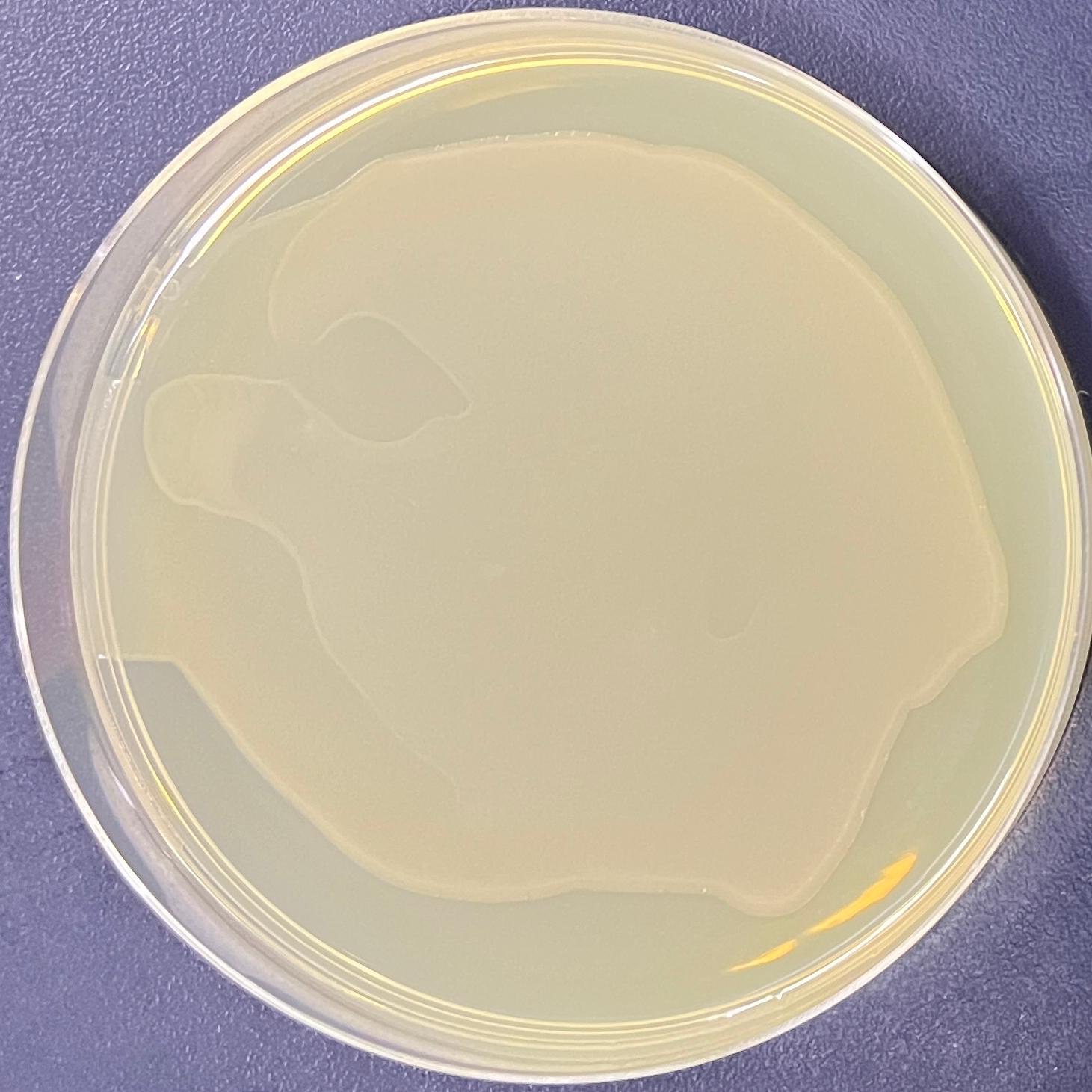DH5α (containing pYES2 plasmid) E. coli-BNCC