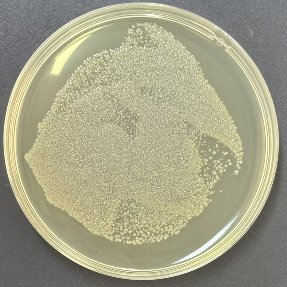 DH5α E. coli (containing pYD1 plasmid)-BNCC