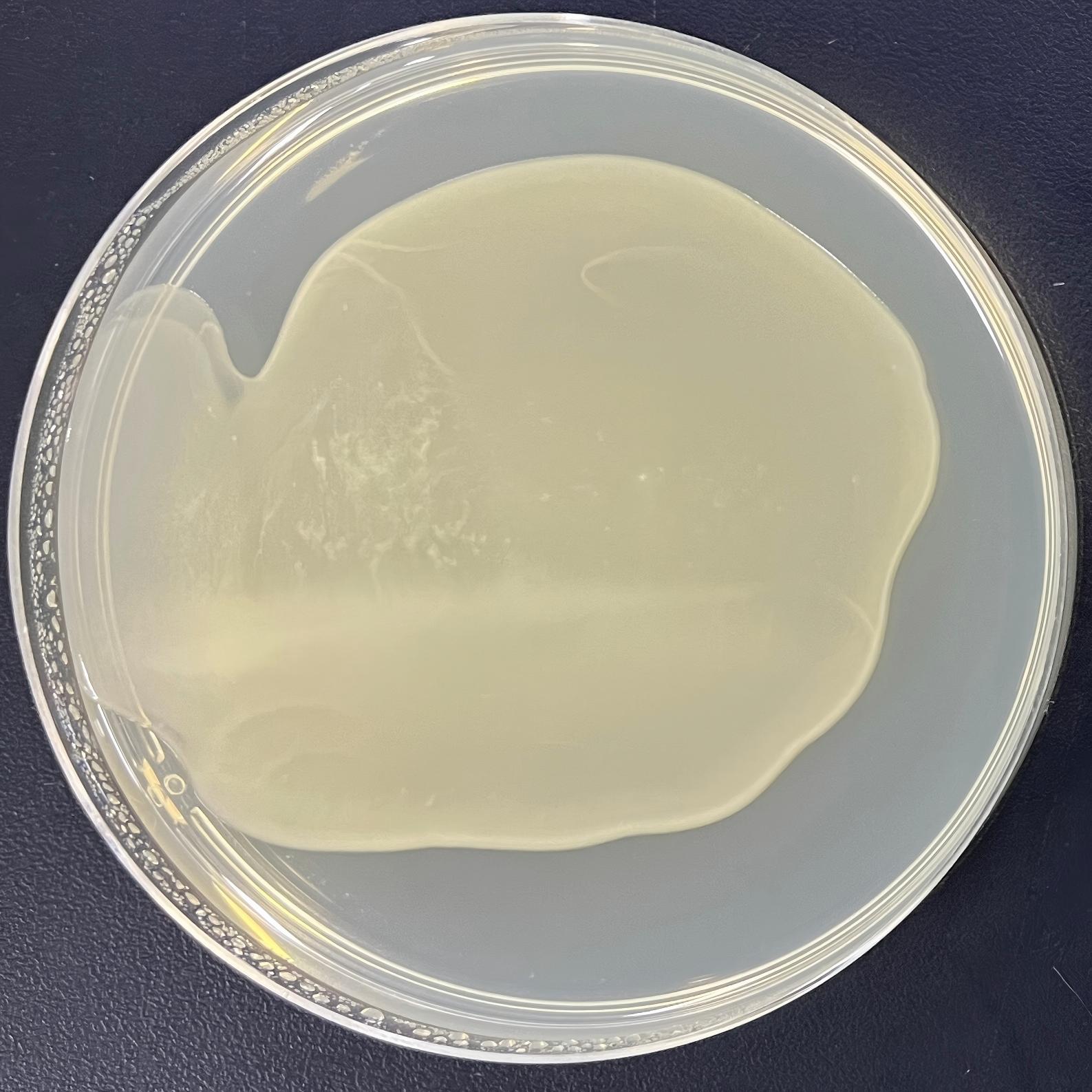 DH5α (containing PUG6 plasmid) E. coli-BNCC