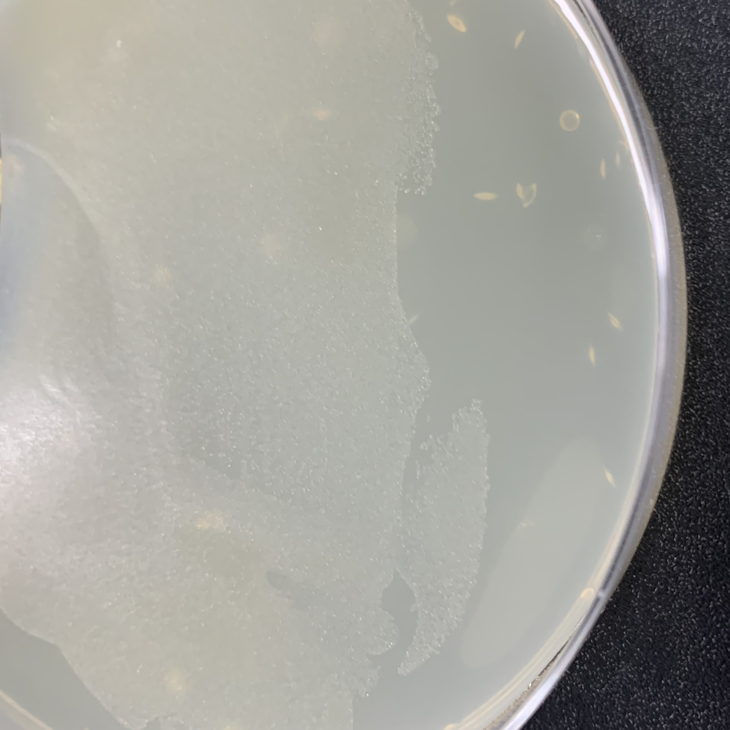 Glossy flat filamentous bacteria-BNCC