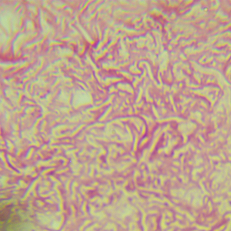 Glossy flat filamentous bacteria-BNCC