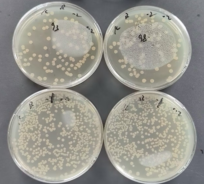 Counting standard substance for Bacillus subtilis-BNCC