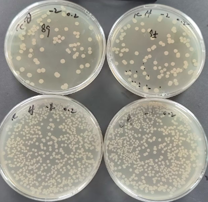 Counting standard substance for Bacillus subtilis-BNCC