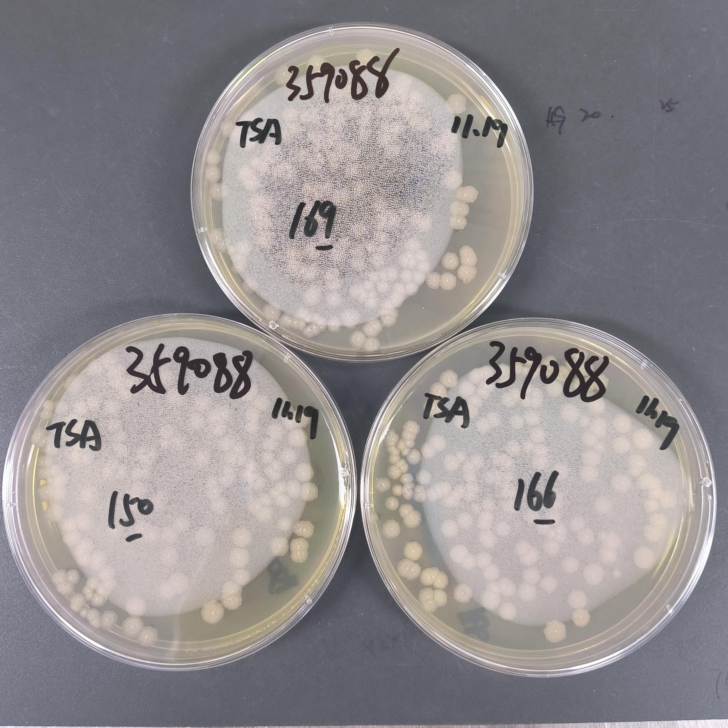 Bacillus subtilis spore counting standard substance-BNCC