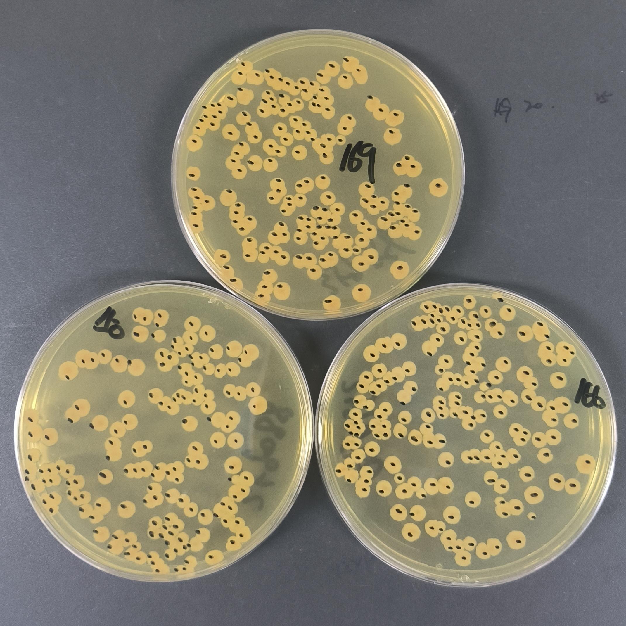 Bacillus subtilis spore counting standard substance-BNCC