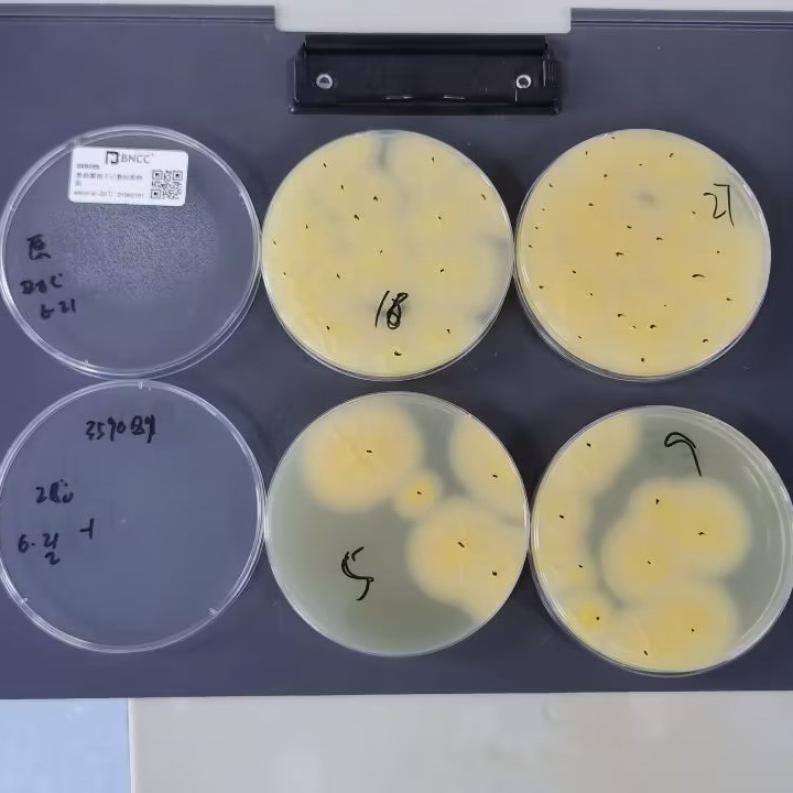 Black Aspergillus spore counting standard substance-BNCC