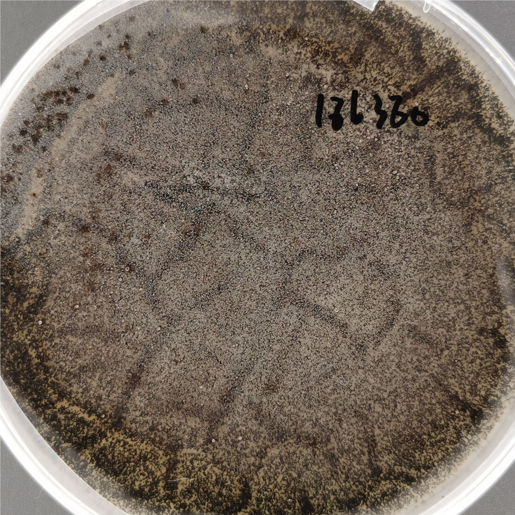 Black Aspergillus spore counting standard substance-BNCC