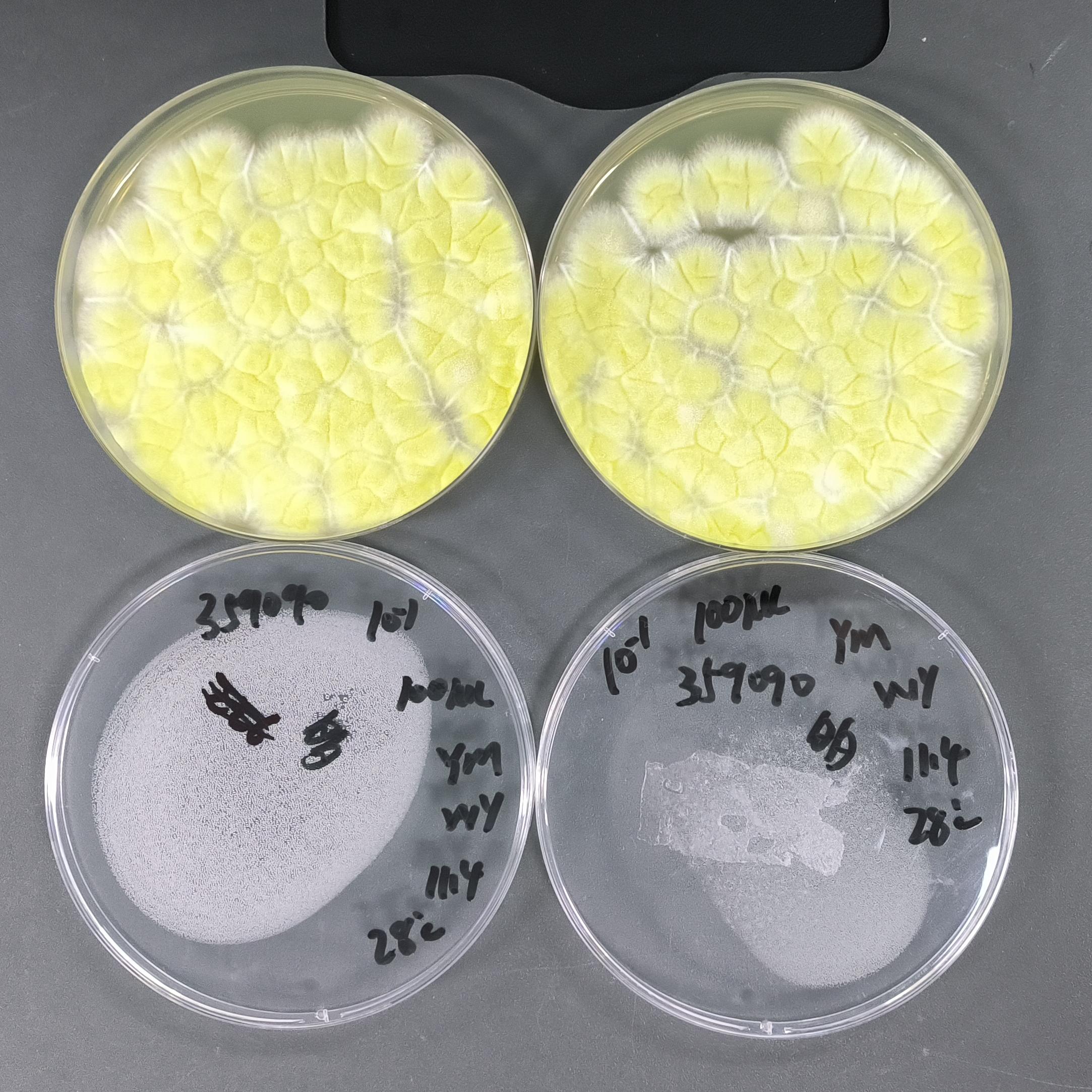 Black Aspergillus spore counting standard substance-BNCC