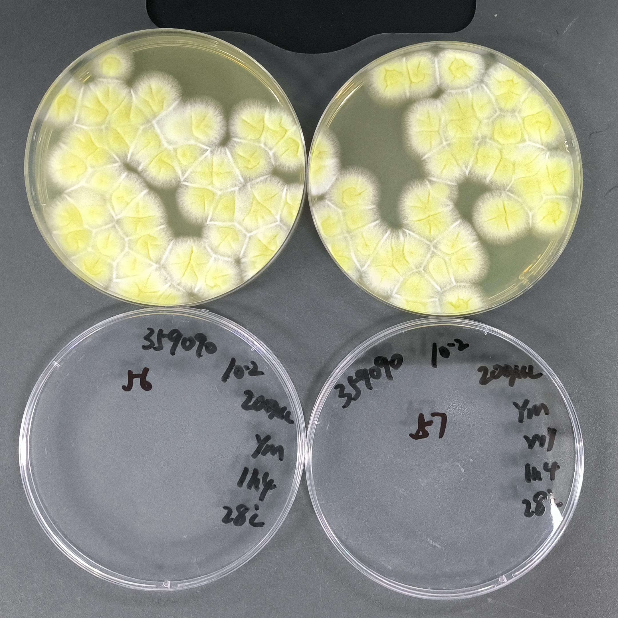 Black Aspergillus spore counting standard substance-BNCC